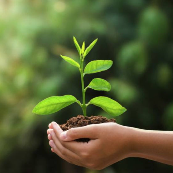 Our Carbon Offsetting Plans